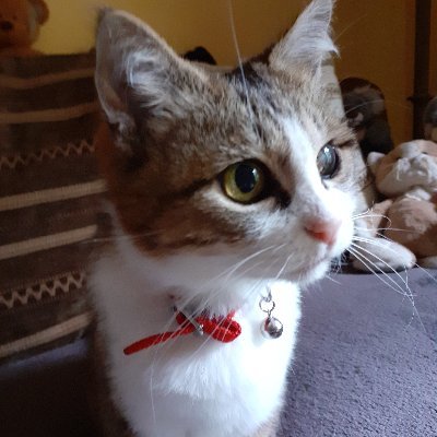 💙🤍❤️Choupie 🐈's profile picture