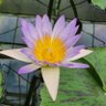 Фото профиля ゆきえ