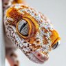 Profilbild von 🦎زہریلی چھپکلی🦎
