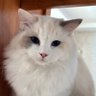 solfy profil fotoğrafı