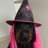 Brian Mahon's profile picture