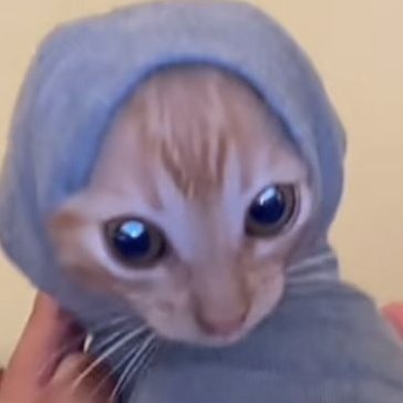 Deucel ♦️🧶 Your local cat vtuber's profile picture