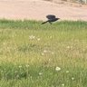 Animals of winnipeg's profile picture