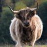 O profil fotoğrafı