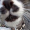 Nur's profile picture