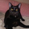 Фото профиля Swirly_cat