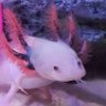 Axolotl 的头像