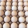Фото профиля egg