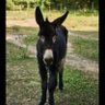 Eu sou Burro²'s profile picture