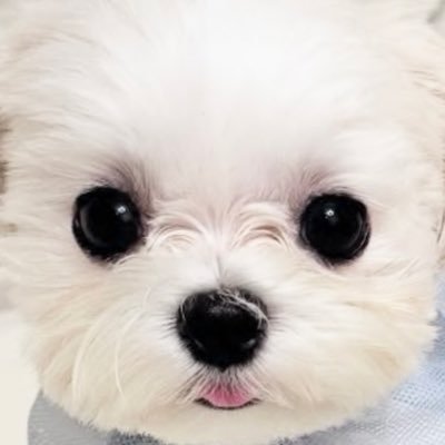 全部犬のせい's profile picture