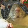 Фото профиля BedevilledPetRat