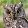 OwlsRcool 的头像