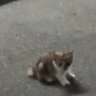 たけ 的头像