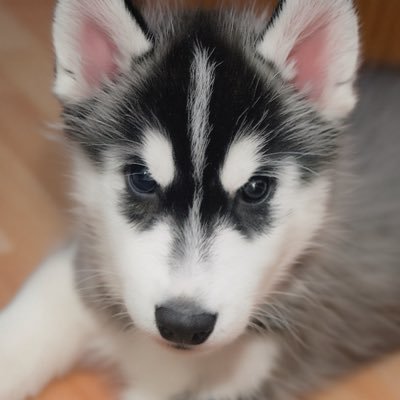 Husky4Tzuyu's profile picture