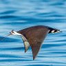 Manta Ray profil fotoğrafı