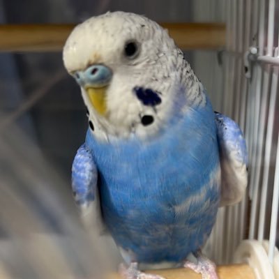 incodaisukisuki's profile picture