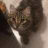 Profilbild von CatConsumer