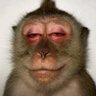 DA Sleek Vibes's profile picture