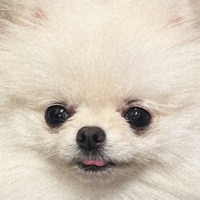 小さいわたあめ's profile picture