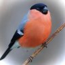 Clair­e Vo­y­ance 🕊️'s profile picture