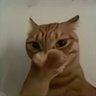 Фото профиля 不净猫
