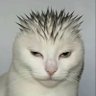 ともほん profil fotoğrafı