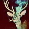 possum's profile picture