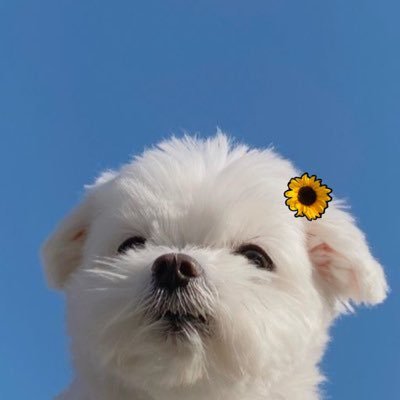 chanijjang_'s profile picture