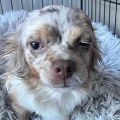 cbbuii's profile picture
