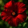 Antoine Roger's profile picture