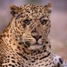 Jaguar paw's profile picture