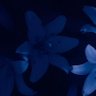 lotusRrSt's profile picture