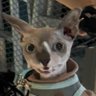 Diegodck's profile picture