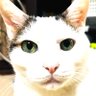 おにぎり猫とウクレレ♦︎☕️ 的头像