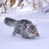 Фото профиля Tfeloo