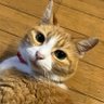 ゆっきー 的头像