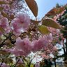 さくら 的头像