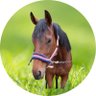 むむ♡🐴肥育場の馬に生きる道を✨'s profile picture