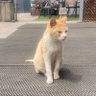 냐옹 profil fotoğrafı