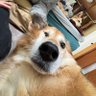 茶色いアイツのままん profil fotoğrafı