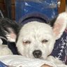 Profilbild von Hide