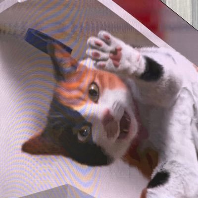 ねげ【すみお】's profile picture