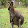 Wallapuppy's profile picture