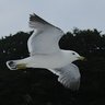 北国のダーウィン 的头像