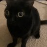 SheLuvsZTW 的头像