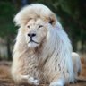 Фото профиля Royal