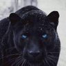 Black tiger profil fotoğrafı