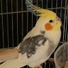 Pon!Cockatiel's profile picture