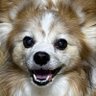 Profilbild von チャッピー