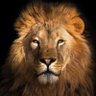Aslans Mane's profile picture